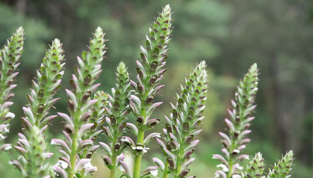 acanthus-mollis-4683353_960_720