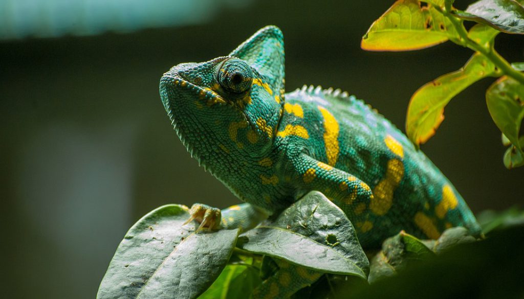 chameleon-4501712_960_720