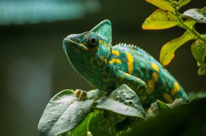 chameleon-4501712_960_720