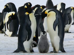 emperor-penguins-429128_960_720