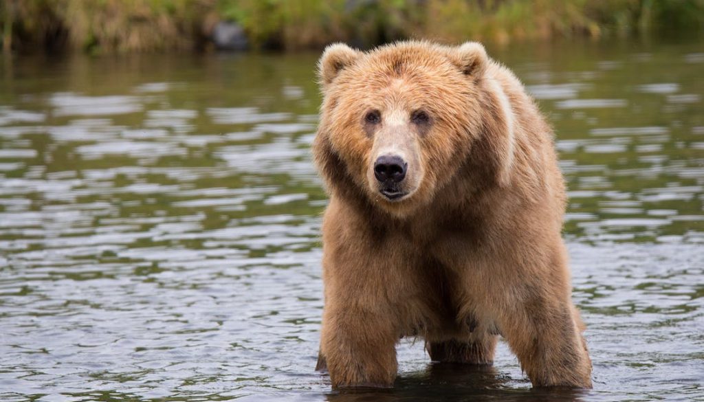 kodiak-brown-bear-adult-portrait-wildlife-158109