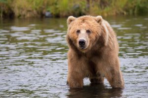 kodiak-brown-bear-adult-portrait-wildlife-158109