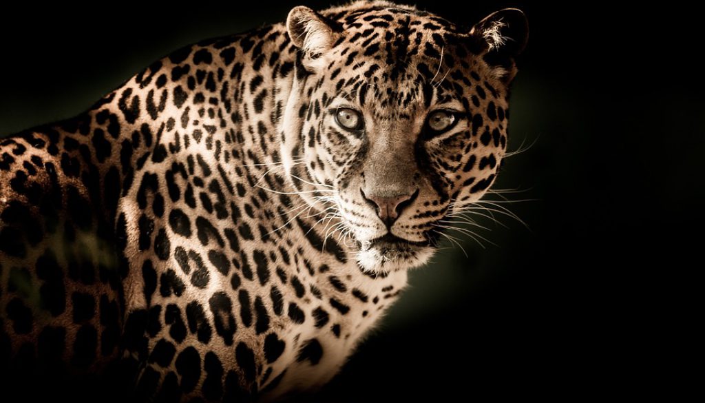 leopard-2895448_960_720