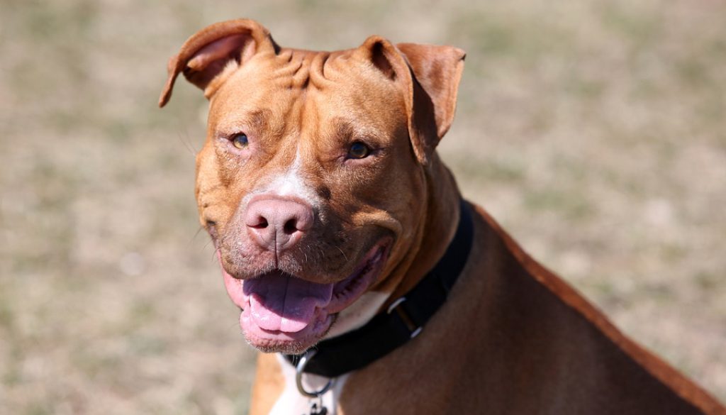 red-nosed-pit-bull-3406870_960_720