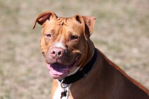 red-nosed-pit-bull-3406870_960_720