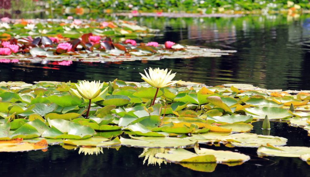 water-lilies-nuphar-aquatic-plants-flowers-158623