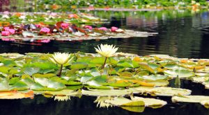 water-lilies-nuphar-aquatic-plants-flowers-158623